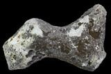 Agatized Fossil Coral Geode - Florida #110159-1